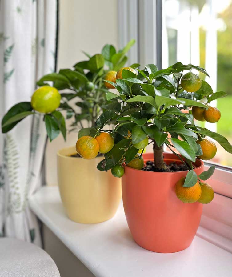 windowsill citrus