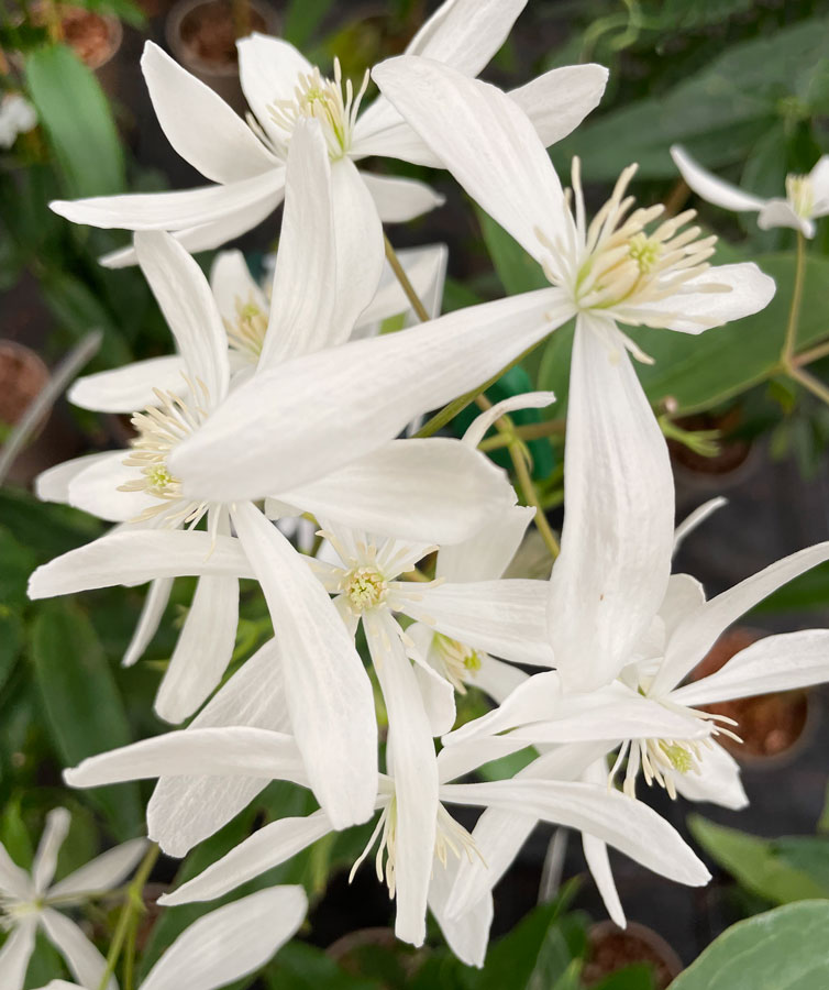 Clematis Armandii white flowers