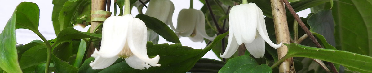 Winter Beauty Evergreen Clematis white flowers