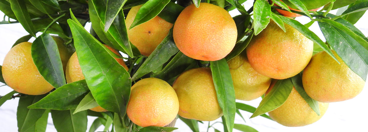 citrus tree with orange fruit