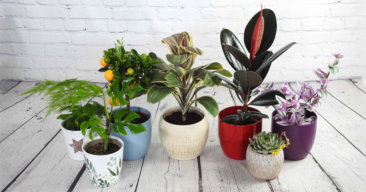 The best plants to gift to employees