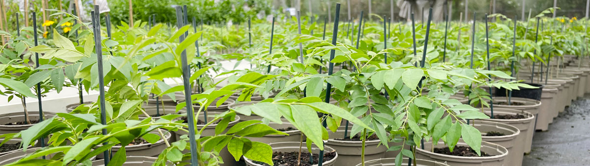 Curry leaf plants at the nursery 2023