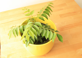 Buy Curry Leaf plant 