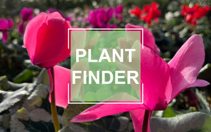 Plant finder tool