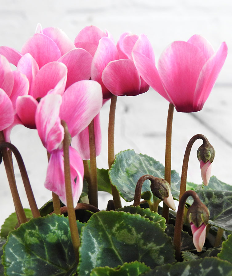 Pink Cyclamen flowers