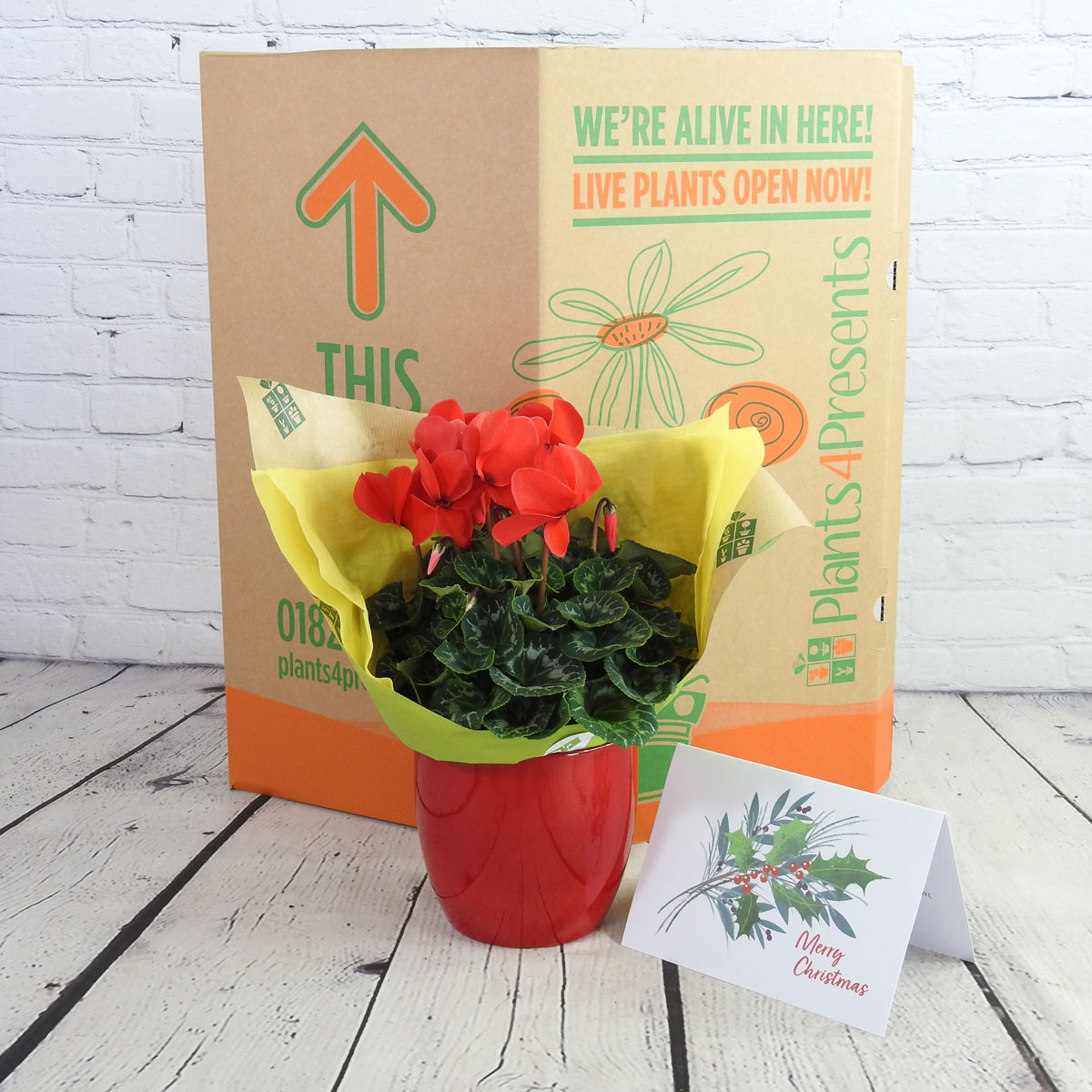 gift wrapped red flowering cyclamen plant in a red pot with box