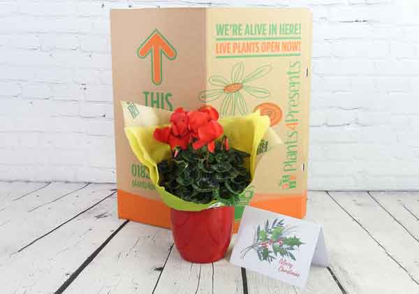 Gift wrapped cyclamen plant
