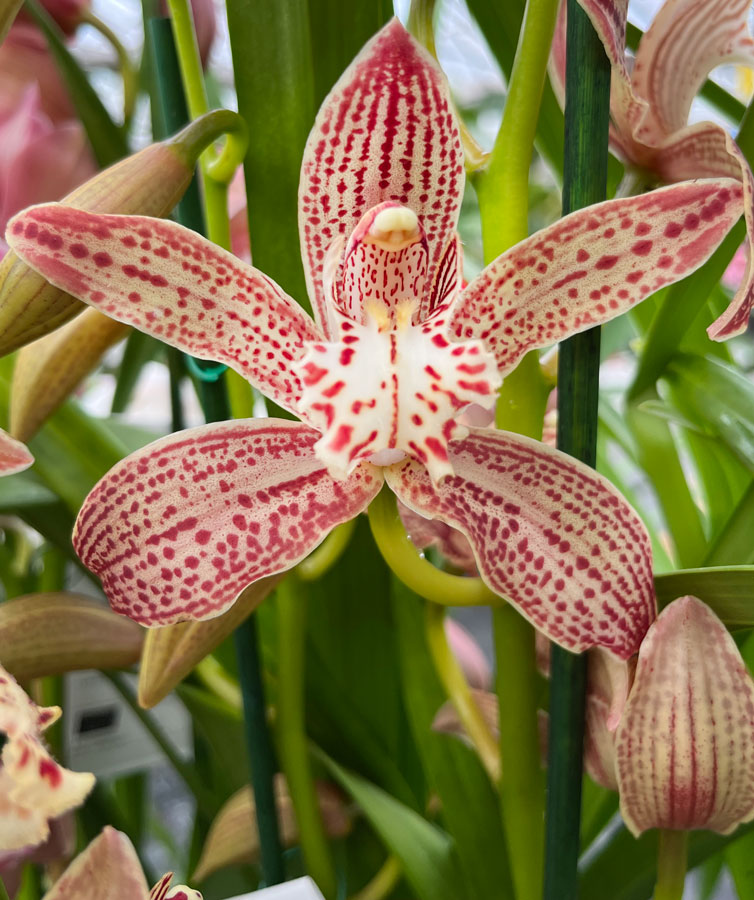 Red and white Cymbidium orchid flower