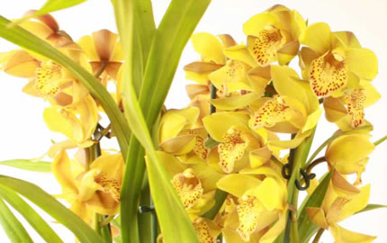 Gold Cymbidium Orchid