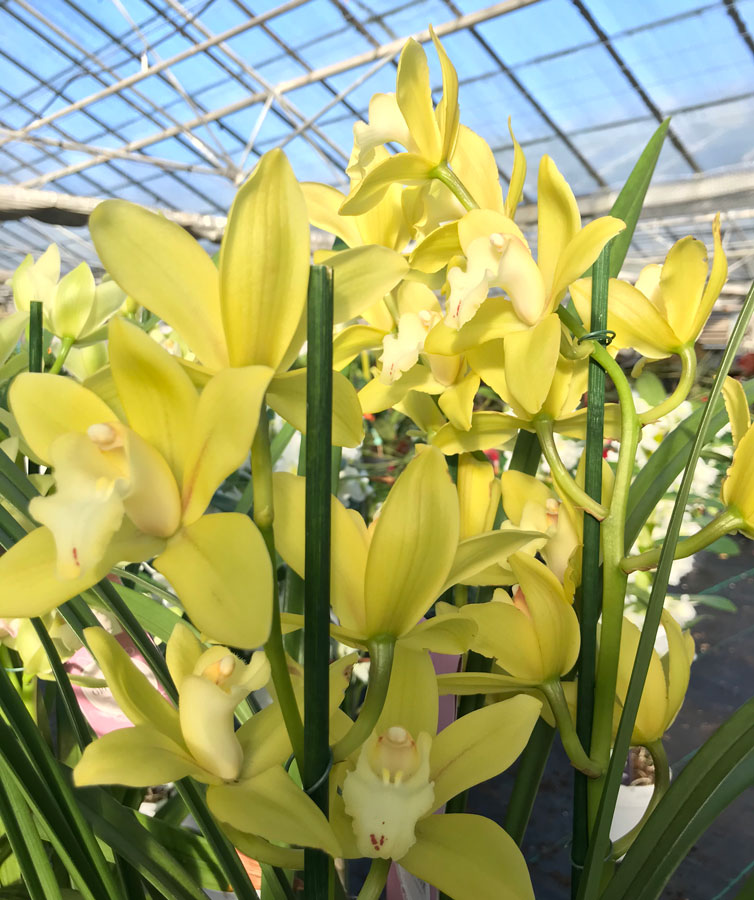 yellow cymbidium orchid flowers