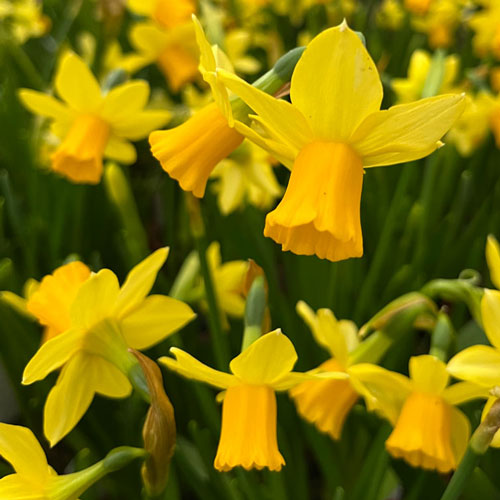 Low pollen daffodils