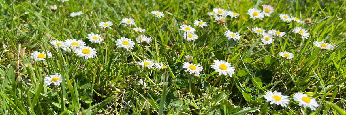 Daisy Banner