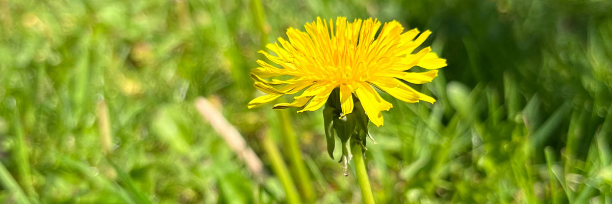 Dandelions