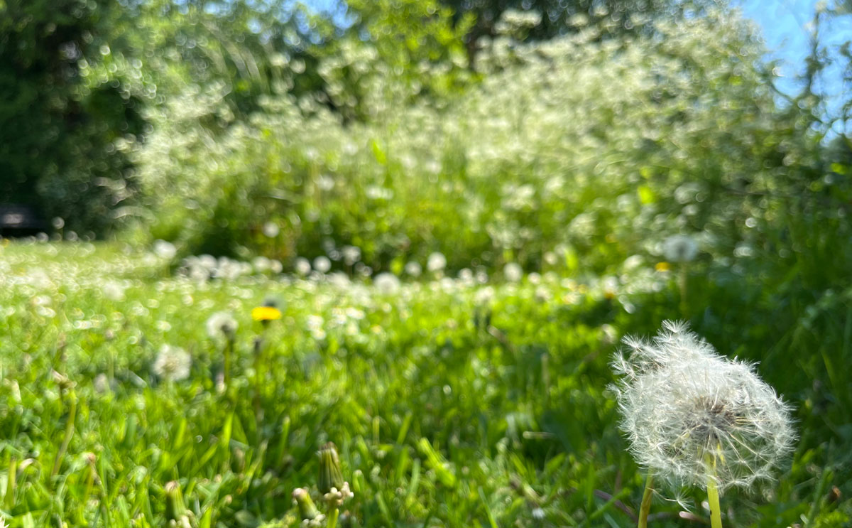 dandelion clock wild garden