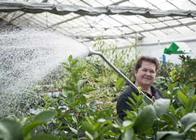 Debbie watering at the nursery