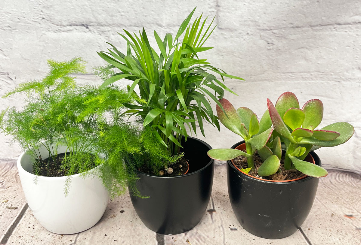 Desktop plants