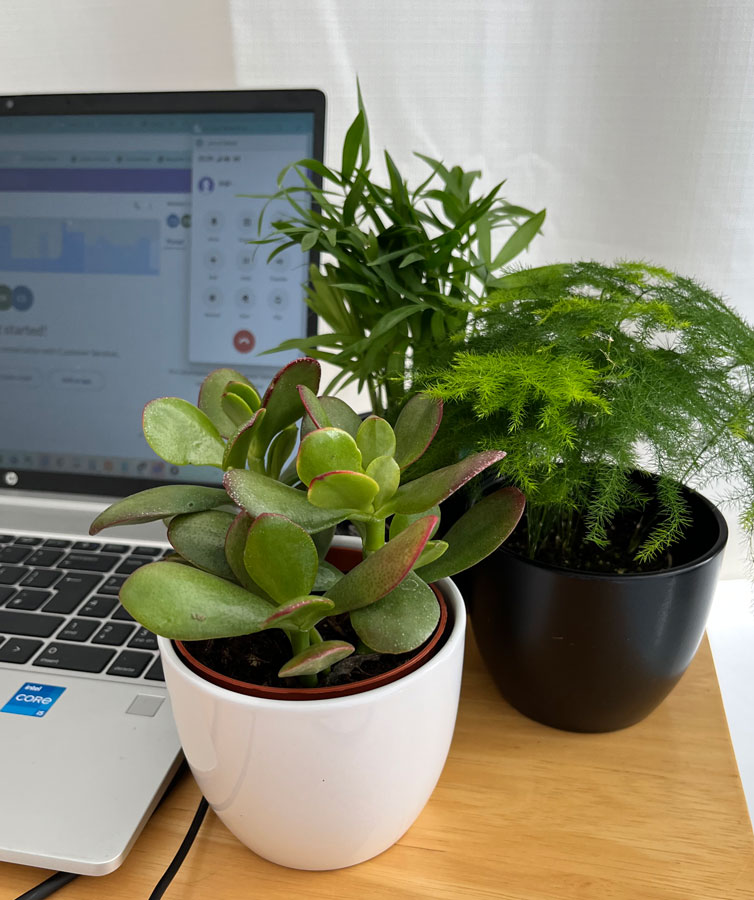 desktop plants x 3