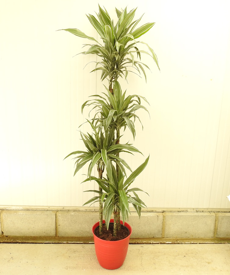 dracaena marginata