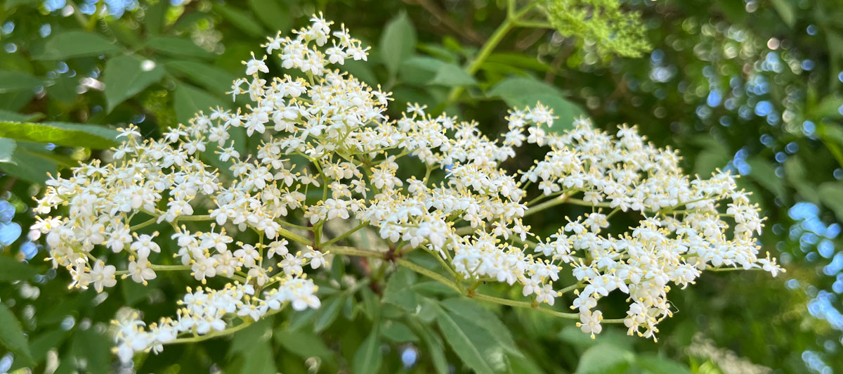 Elderflower banner
