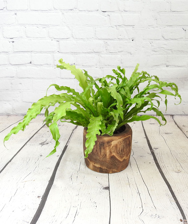 birds nest fern in brown wooden pot