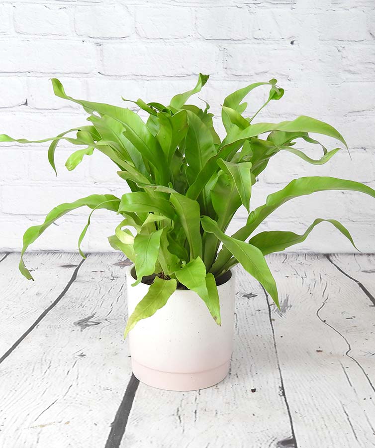 Birds Nest Fern in pink pot