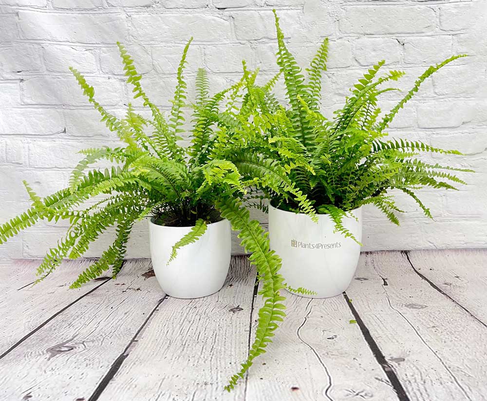 boston ferns