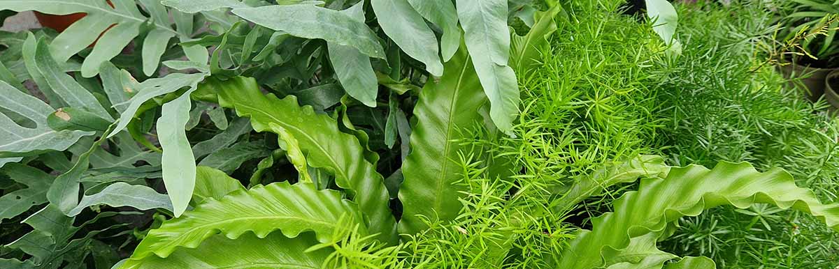 picture of three different green fern plants