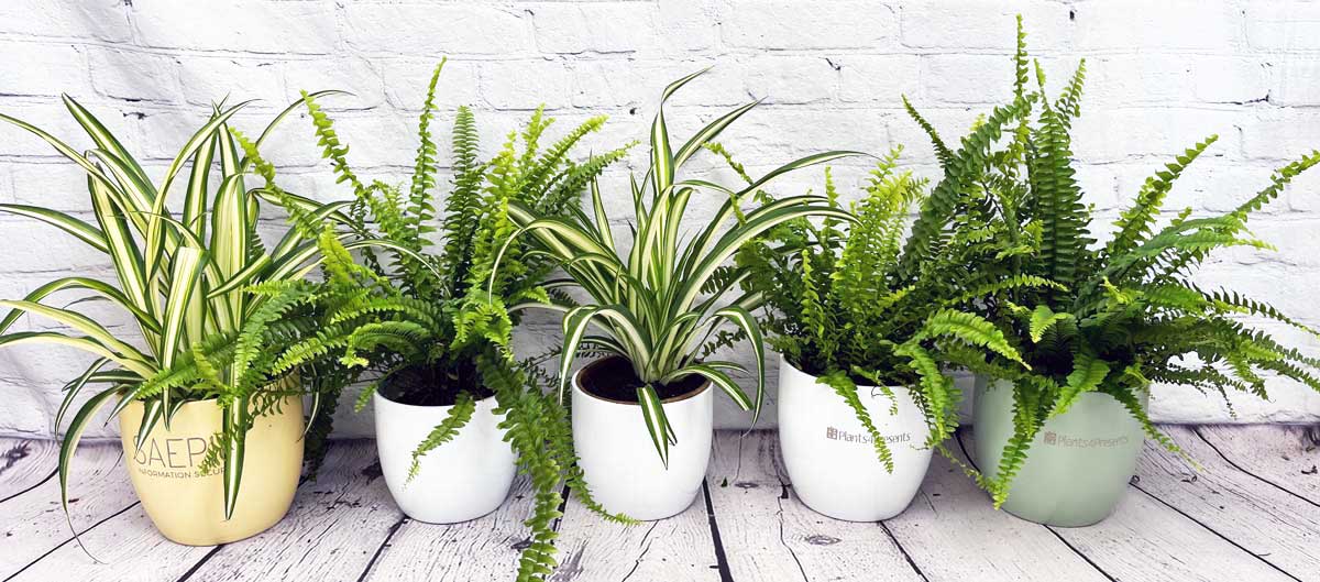 ferns and spider plants