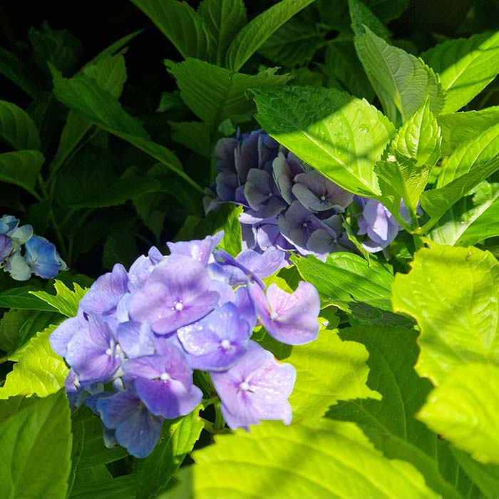 blue hydrangea