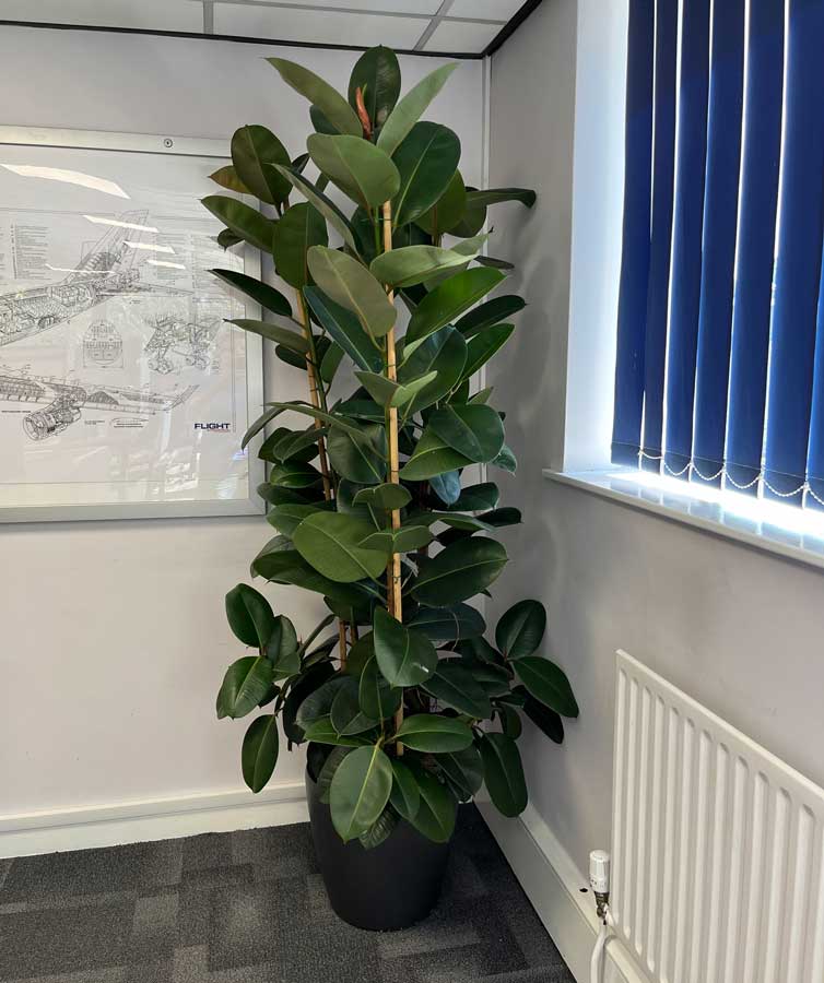 large ficus elastica