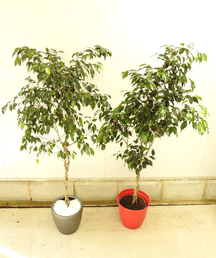 Ficus benjamani