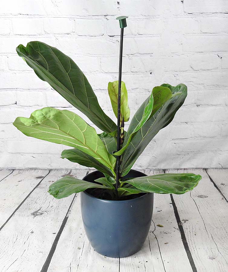 fiddle leaf fig plant in pot