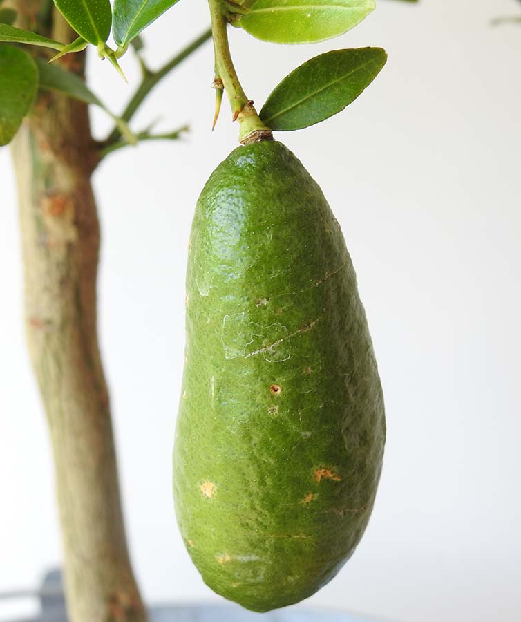 Finger Lime Fruit