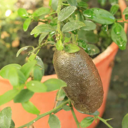 Australian finger lime