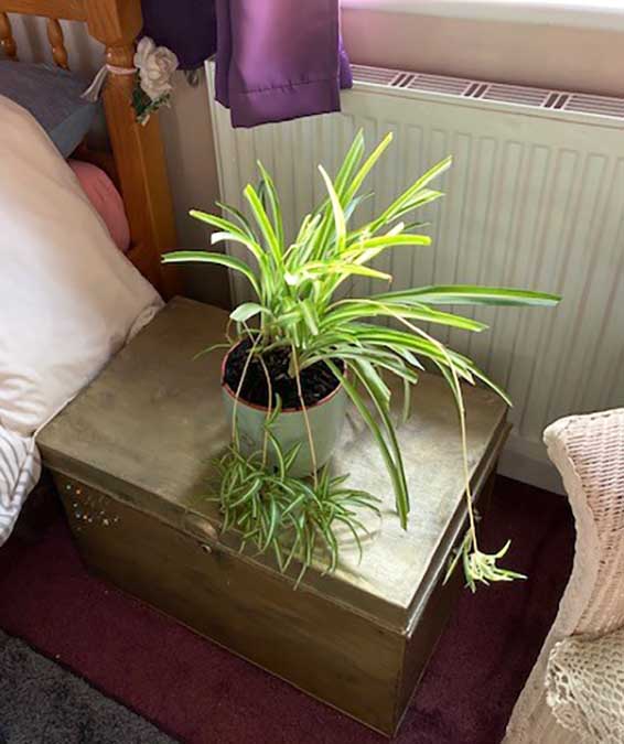 spider plant in bedroom