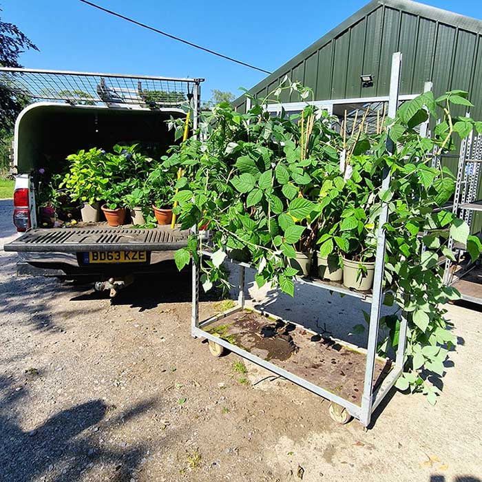 a trolley of plants