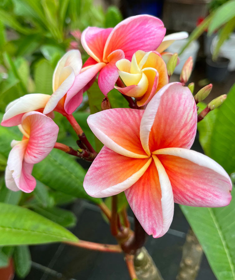 Pink Frangipani Plant flower