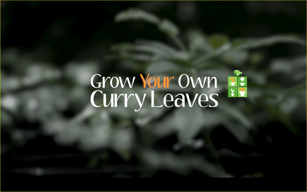 Grow your own curry leaves video