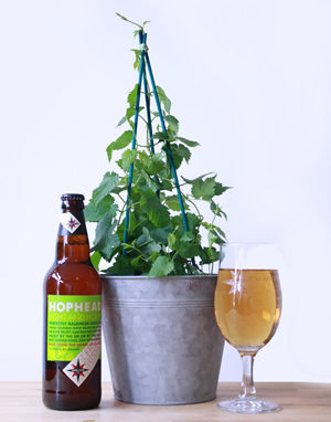 Hops Gift set