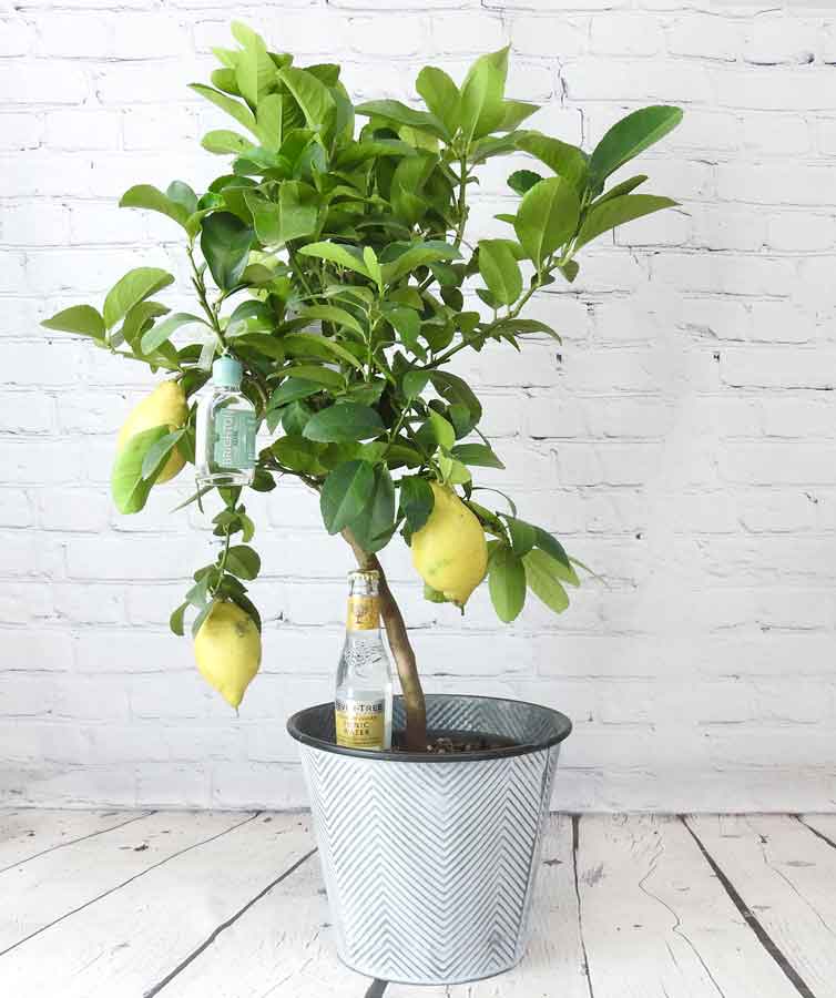 Large Lemon Tree with yellow fruit and gin and tonic minature