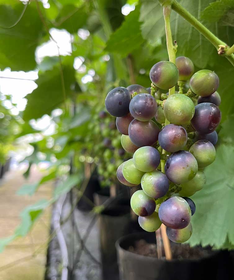 red grapes growing on a grapevine