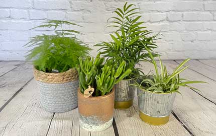 Green houseplant collection