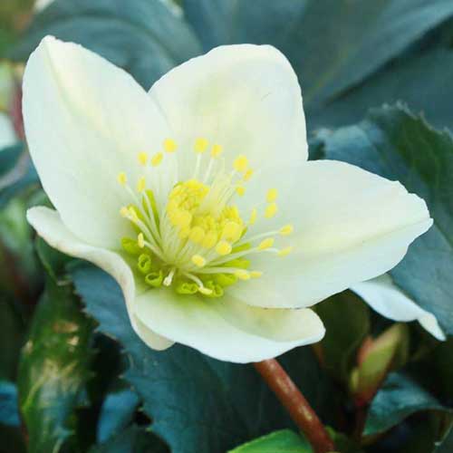 winter flowering white hellebore