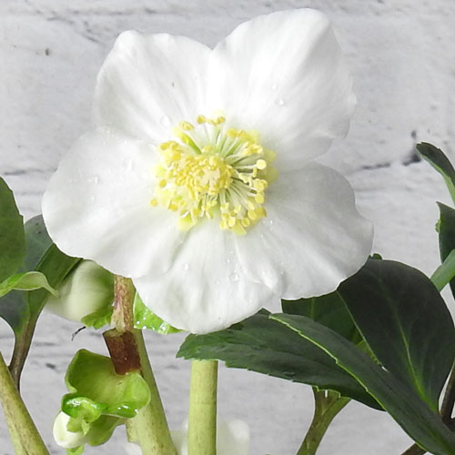 white hellebore