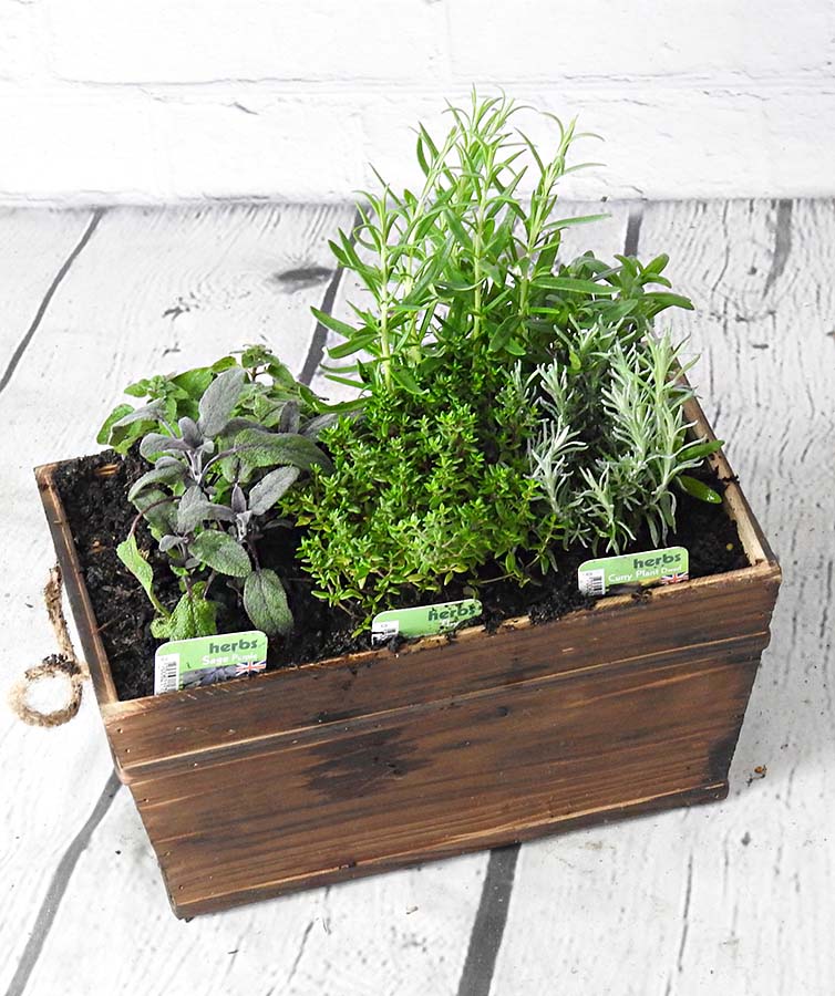 Planter herb arrangement in a brown wooden trough