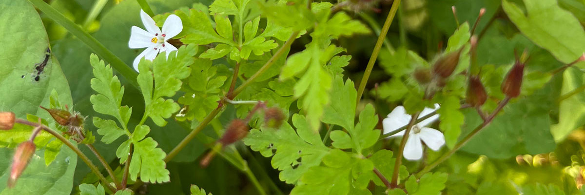 herb robert banner