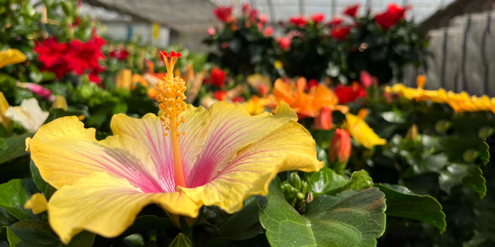 Hibiscus banner