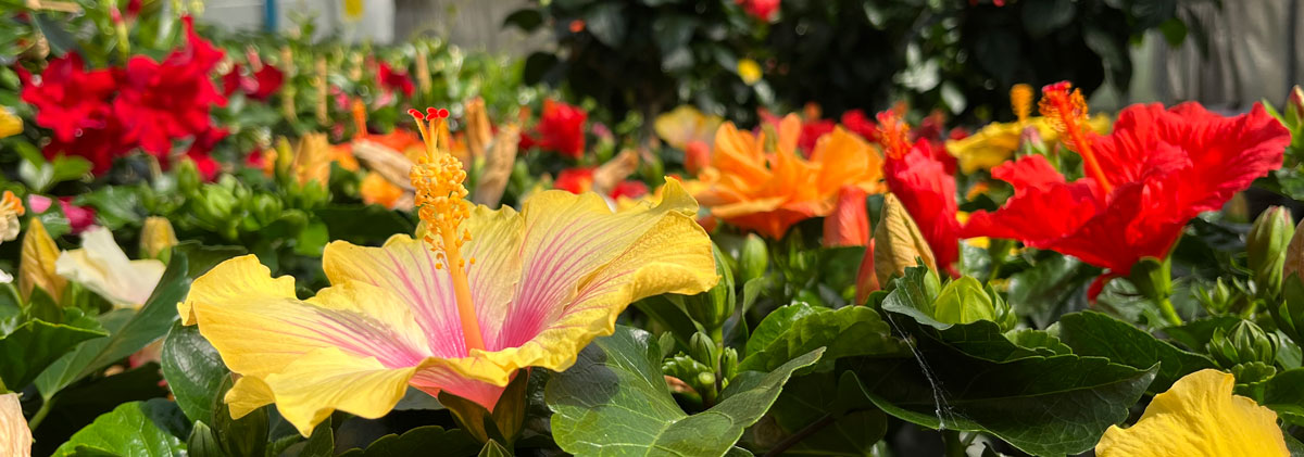 flowers at the nursery
