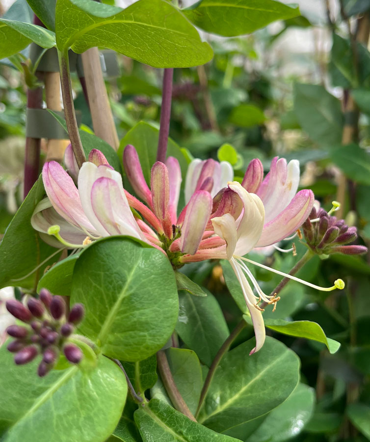 Honeysuckle Rhubarb and Custard