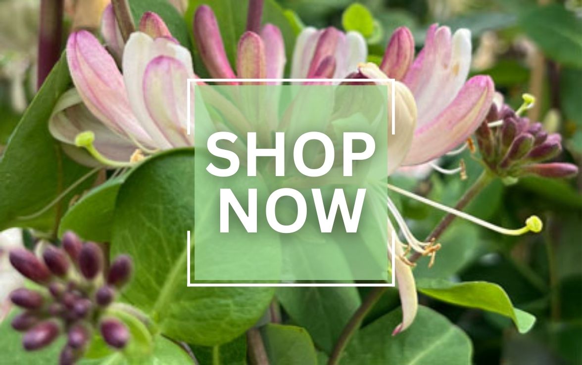 Honeysuckle
